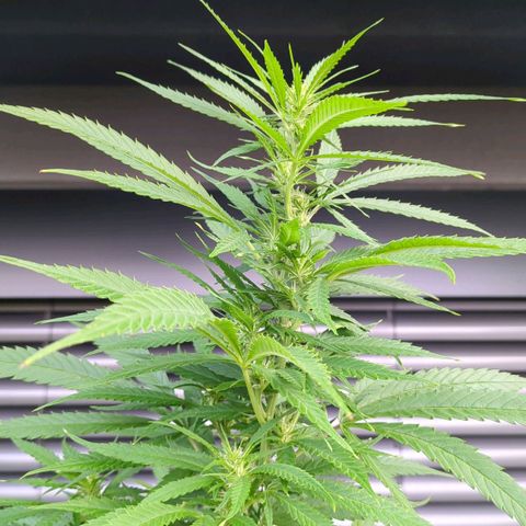 Trick growlog timeline photo