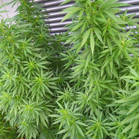 Trick growlog timeline photo