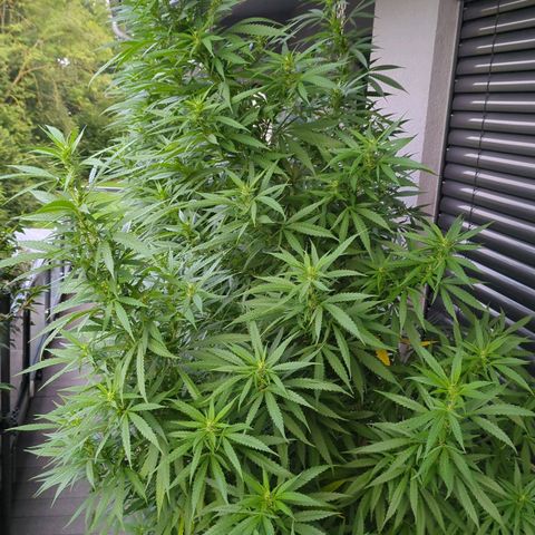 Trick growlog timeline photo