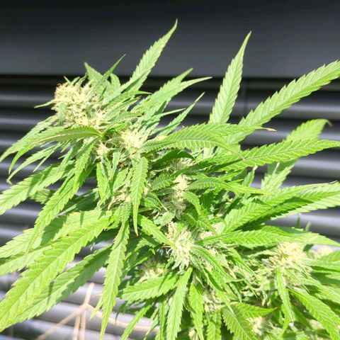 Trick growlog timeline photo