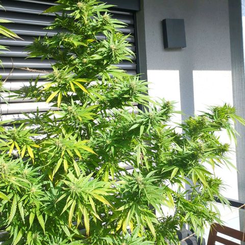 Trick growlog timeline photo