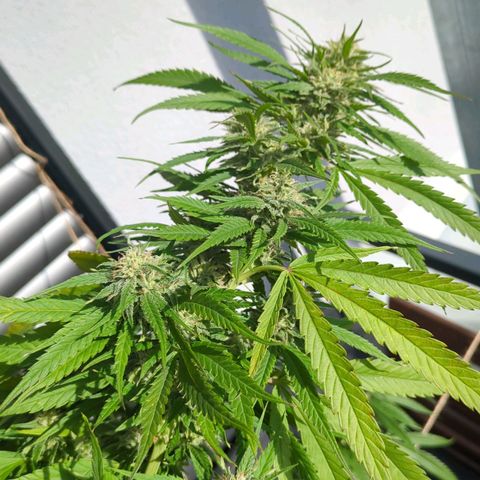 Trick growlog timeline photo
