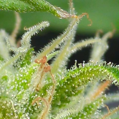 Trick growlog timeline photo