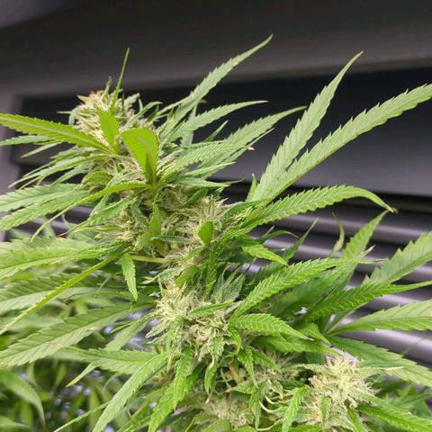Trick growlog timeline photo