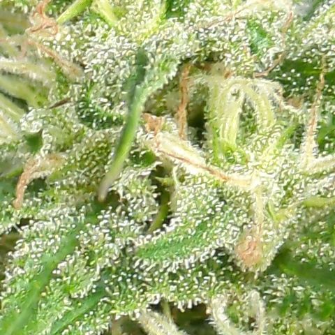 Trick growlog timeline photo