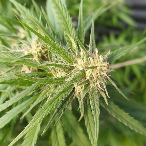 Trick growlog timeline photo