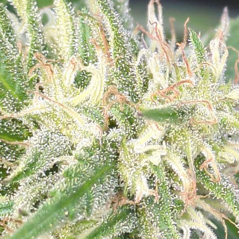 Trick growlog timeline photo