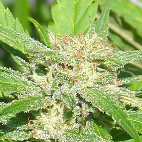 Trick growlog timeline photo