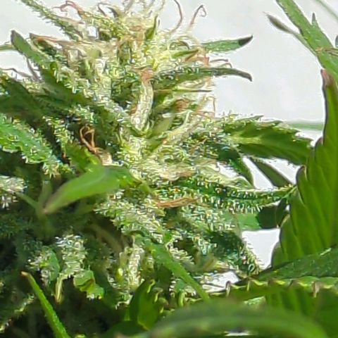 Trick growlog timeline photo
