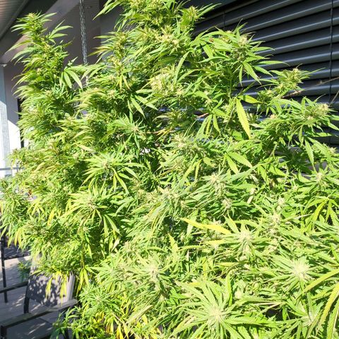 Trick growlog timeline photo