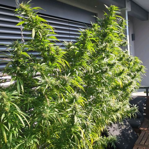 Trick growlog timeline photo