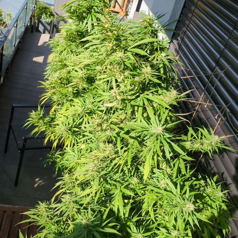 Trick growlog timeline photo