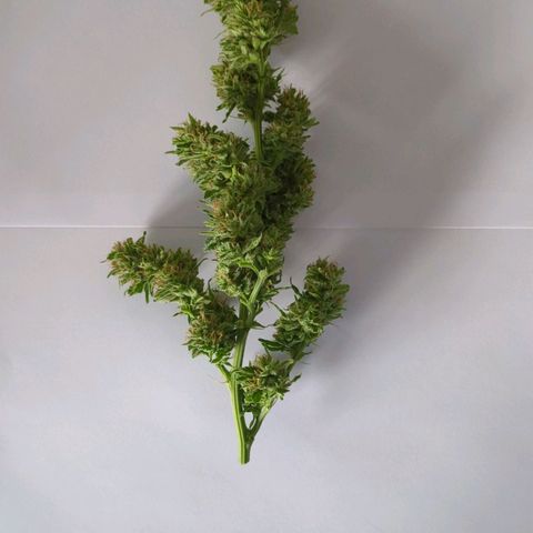 Trick growlog photo: Probebud
Trichome 80 Prozemz milchig, 19 Prozent klar, 1 Prozent braun 