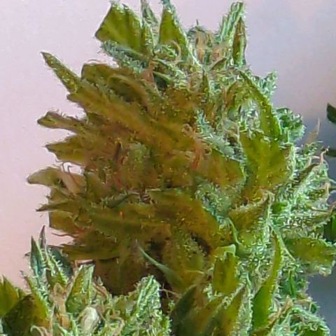 Trick growlog photo: Probebud
Trichome 80 Prozemz milchig, 19 Prozent klar, 1 Prozent braun 