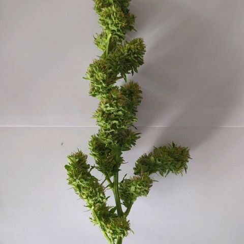 Trick growlog photo: Probebud
Trichome 80 Prozemz milchig, 19 Prozent klar, 1 Prozent braun 