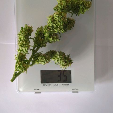 Trick growlog photo: Probebud
Trichome 80 Prozemz milchig, 19 Prozent klar, 1 Prozent braun 