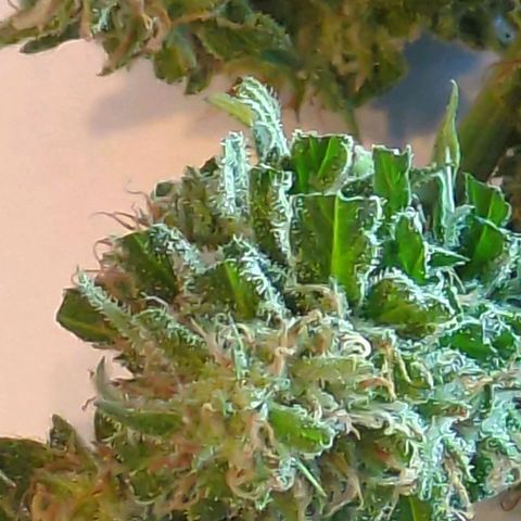 Trick growlog photo: Probebud
Trichome 80 Prozemz milchig, 19 Prozent klar, 1 Prozent braun 