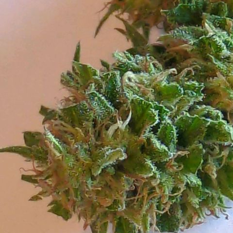 Trick growlog photo: Probebud
Trichome 80 Prozemz milchig, 19 Prozent klar, 1 Prozent braun 
