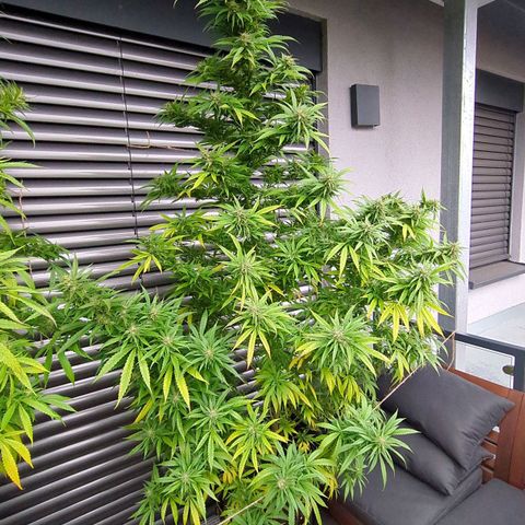 Trick growlog timeline photo