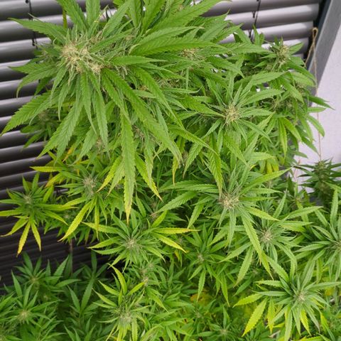 Trick growlog timeline photo