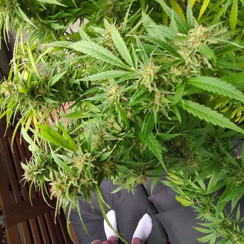 Trick growlog timeline photo