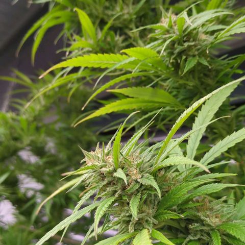 Trick growlog timeline photo