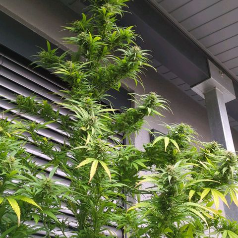 Trick growlog timeline photo