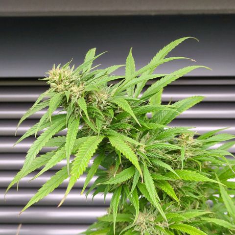 Trick growlog timeline photo