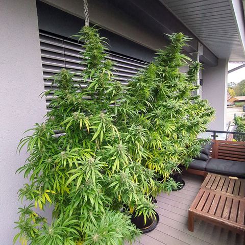 Trick growlog timeline photo