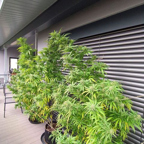 Trick growlog timeline photo
