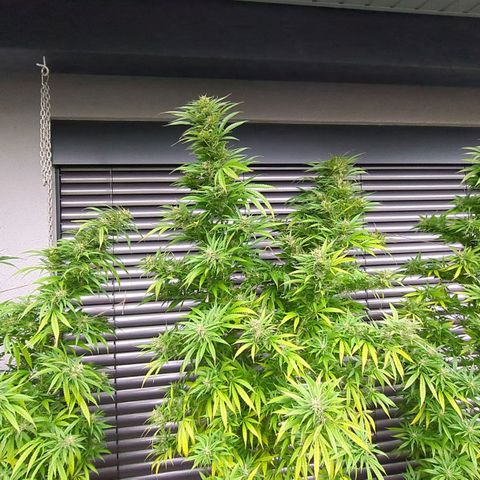 Trick growlog timeline photo