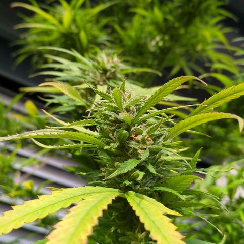 Trick growlog timeline photo