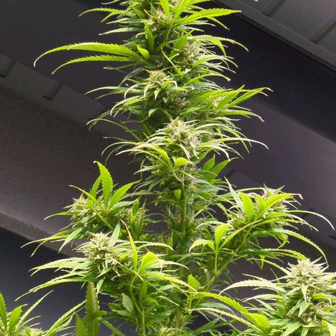 Trick growlog timeline photo