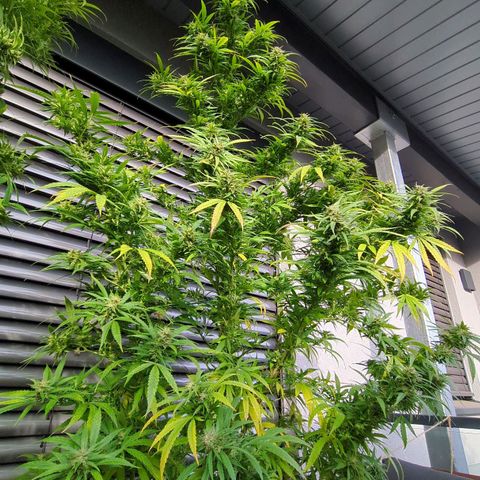 Trick growlog timeline photo