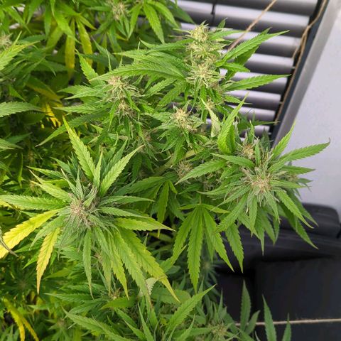 Trick growlog timeline photo