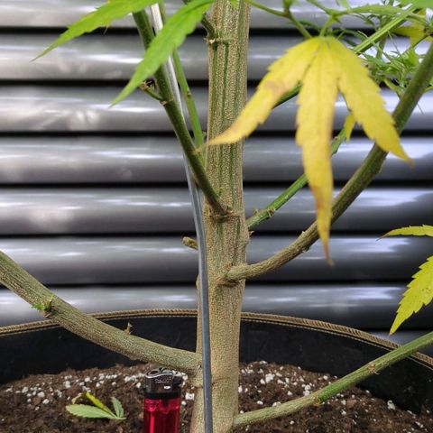 Trick growlog timeline photo