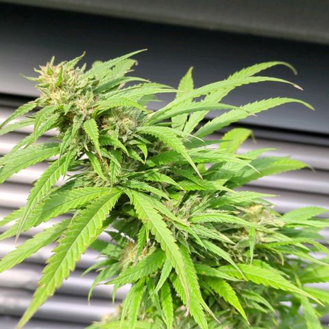 Trick growlog timeline photo