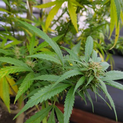 Trick growlog timeline photo