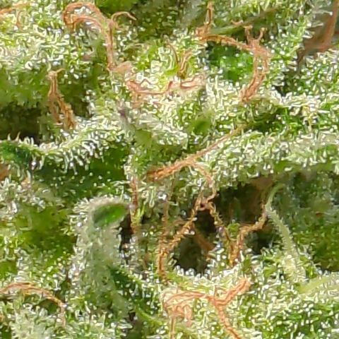 Trick growlog timeline photo