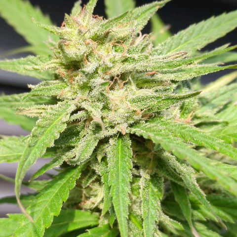 Trick growlog timeline photo