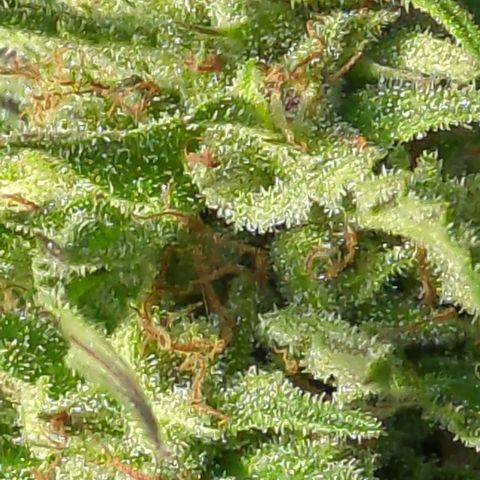 Trick growlog timeline photo