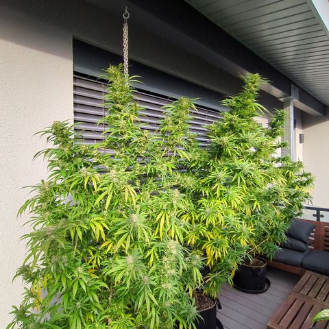 Trick growlog timeline photo