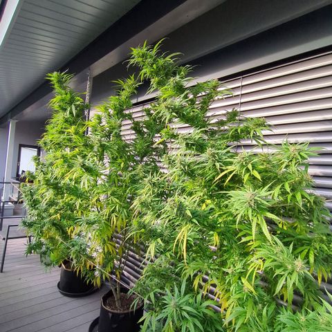 Trick growlog timeline photo