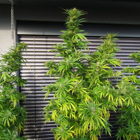 Trick growlog timeline photo