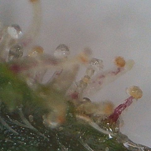 Trick growlog timeline photo