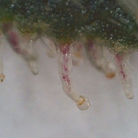 Trick growlog timeline photo