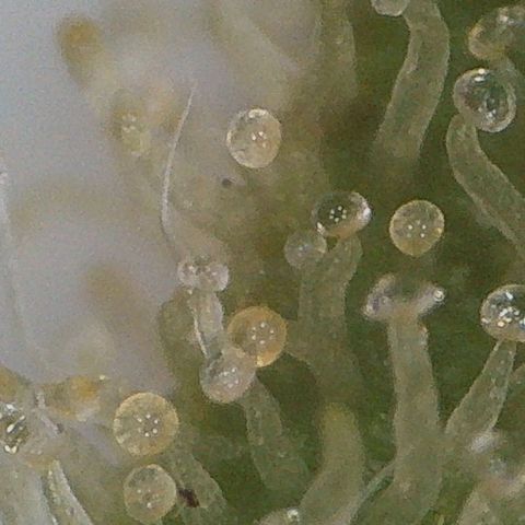 Trick growlog timeline photo