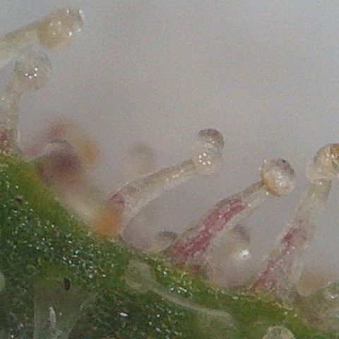 Trick growlog timeline photo