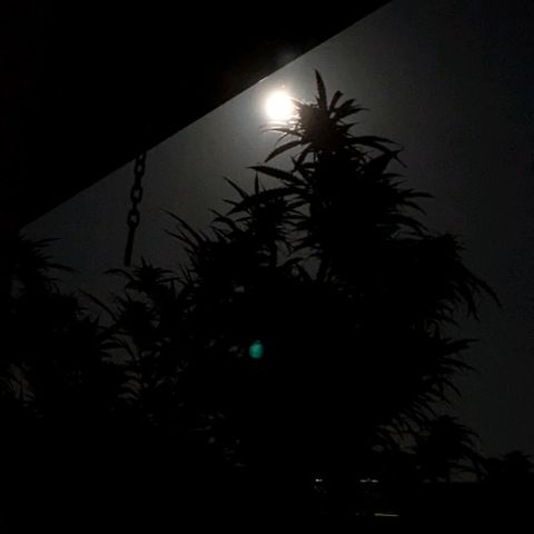 Trick growlog timeline photo