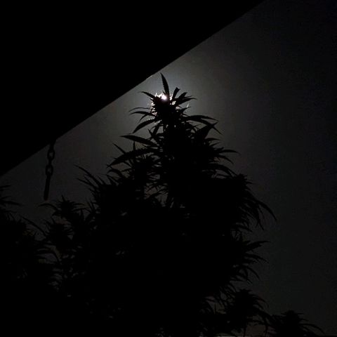 Trick growlog timeline photo